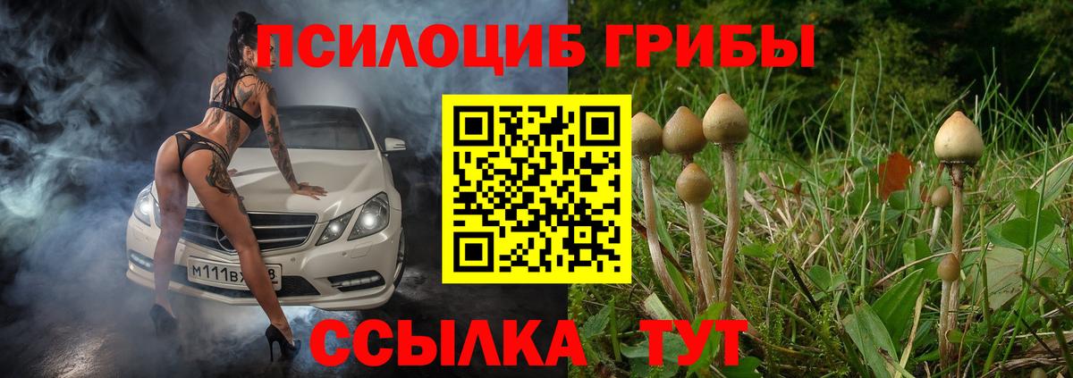 Псилоцибиновые грибы Psilocybe Кузнецк